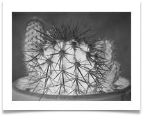Thorns - James Leslie